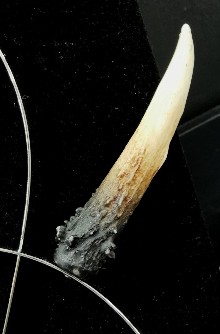 Mystery Creation Mini Antlers natur – Bild 3